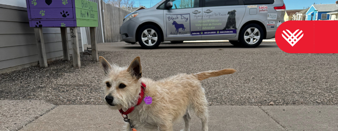 Black Dog Animal Rescue - Giving Tuesday